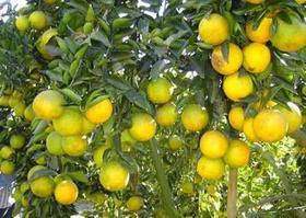 2 Mudas De Laranja Pera Rio Enxertadas. Plantas Com 70 Cm