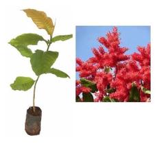 2 Mudas De Pau Formiga - Crescimento Rápido - Mudas Com 40cm 2 Mudas De Pau Formiga - Crescimento Rápido - Mudas Com 40cm