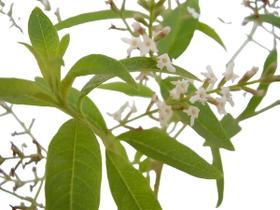 2 Mudas Limonete - Planta Medicinal 2 Mudas Limonete - Planta Medicinal