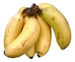 2 Mudas Rizomas Banana Maçã Doce Sítios Fazendas Terrenos Envio Imediato Pronta entrega