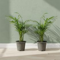2 Palmeira Bambu Chamaedoera Elegans Ornamental Maravilhosa Tp Planta Natural