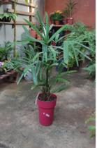 2 Plantas Palmeira Raphis pt 20 - Atelie de La Tom