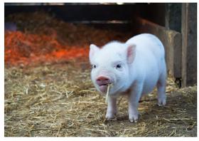2 Quebra-Cabeça Cognitivo Reabilitação Idosos Fazenda 60 pc