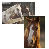 2 Quebra-cabeças Atividades Cognitivas Belos Cavalos 24 pc