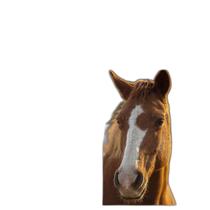 2 Quebra-Cabeças Atividades Cognitivas Belos Cavalos 24 Pc