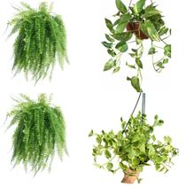 2 Samambaia 1 Peperomia filodendro 1 jiboia suspensas