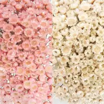 2 Sempre Vivas Florzinha Rosa E Branca Flores Desidratadas