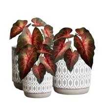 20 galhos de folhagem luxo toque real planta artificial preço atacado floreias arranjos e enfeites - DE1423