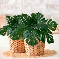 20 Hastes de Costela de Adão (66cm) Folhagem Artificial Tropical para Festas e Eventos DE4923