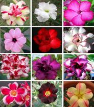 20 Sementes de Rosa do Deserto Tripla Dobrada Simples Sortidas (Adenium Obesum)