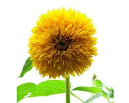 20 Sementes Girassol Anão Sungold Dobrado 20 Sementes Girassol Anão Sungold Dobrado