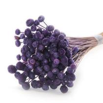 200 Botão Desidratado Sempre Viva Flores Secas