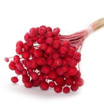 200 Botão Vermelho Desidratado Sempre Viva Flores Secas