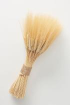 200 Hastes Trigo Seco para Decoração Convites Arranjos