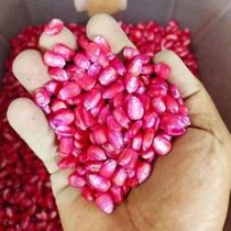 200 Sementes de Milho Doce para Plantar - Milho Rosa Plantio Plantação Pamonha Doce