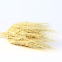 200 Unid. Trigo Seco Convites Arranjos e Lembrancinhas