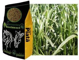 20kg Brachiaria brs capim piatã exelente para formar pastagem