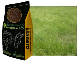 20kg Brachiaria Humidicola cv Llanero ótimo para bovinos e altamente tolerante a seca 20kg Brachiaria Humidicola cv Llanero ótimo para bovinos e altamente tolerante a seca