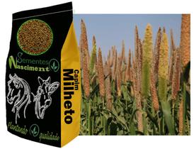 20kg de Campim Milheto ótimo para bovinos, equinos, caprinos, exelente na qualidade do solo