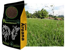 20kg Sementes Capim Aruana excelente para formar pastagem 20kg Sementes Capim Aruana excelente para formar pastagem