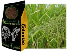 20kg sementes capim colonião pastagem melhorada e resistente