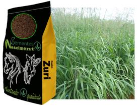 20kg Sementes capim zuri para formar pastagem forte e resistente