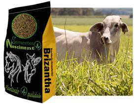 20kg Sementes de brachiaria brizantha marandu braquiarão para pastagem