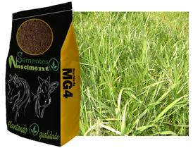 20kg sementes de Brachiaria MG-4 para pastagem e almento de produtividade 20kg sementes de Brachiaria MG-4 para pastagem e almento de produtividade