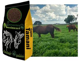 20kg Sementes de capim tamani excelente pastagem para caprinos/equinos/bovinos 20kg Sementes de capim tamani excelente pastagem para caprinos/equinos/bovinos