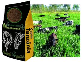 20kg Sementes de capim Tanzãnia para pastagem excelente para Caprinos /Equinos /Bovinos