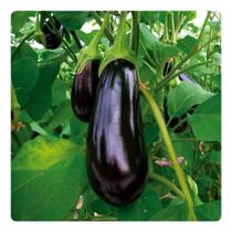 230 Sementes de Berinjela Preta Comprida Embu - 1g
