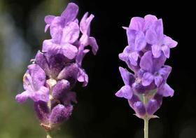25 Sementes de Lavanda 25 Sementes de Lavanda