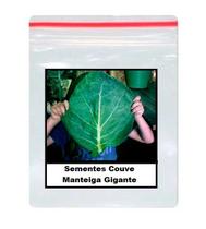 250 Sementes Couve Manteiga Gigante Para Mudas 250 Sementes Couve Manteiga Gigante Para Mudas