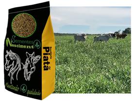 2kg Brachiaria brs capim piatã exelente para formar pastagem 2kg Brachiaria brs capim piatã exelente para formar pastagem