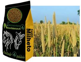 2kg de Campim Milheto ótimo para bovinos, equinos, caprinos, exelente na qualidade do solo