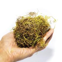 2Kg Musgo Verde Desidratadas Decoração Arranjos Flores