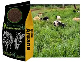 2kg Sementes Capim Aruana excelente pastagem para caprinos/ equinos /bovinos