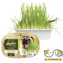 2un Graminha iPet Green Digestive Grass para Cães 50g 2un Graminha iPet Green Digestive Grass para Cães 50g