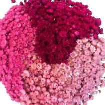 2X 3 Sempre Vivas Florzinha Tons De Rosa I Flores Desidratad