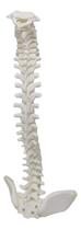 2X Coluna Vertebral Esqueleto 3D Anatomia 45 Cm 2X Coluna Vertebral Esqueleto 3D Anatomia 45 Cm