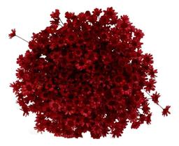 2X Flor Desidratada Sempre Viva C/600Un Marsala Decoração Fe