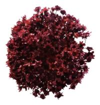 2X Flores Desidratada Sempre Viva 500 Un. Marsala Decoração. 2X Flores Desidratada Sempre Viva 500 Un. Marsala Decoração.