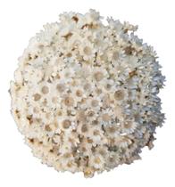 2X Flores Desidratadas Te Decorações Sempre Viva Cor Branco