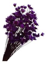 2X Flores Sempre Viva 500 Hastes Cor Roxa Desidratada Decora