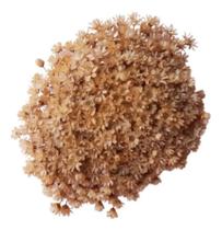 2X Flores Sempre Viva 500 Un. Chapanhe(Bege) Decoração Festa