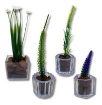 2X Kit Mini Vasinhos Decorativos Com Plantinhas Suculenta