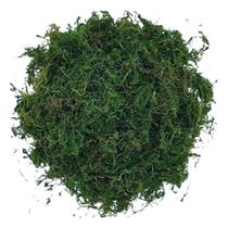 2X Musgo Verde Desidratada Decoração Arranjo Flores Artifici