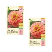 2X Semente Zinnia Dahliaflora Salmão Gigante Califórnia ISLA 2X Semente Zinnia Dahliaflora Salmão Gigante Califórnia ISLA