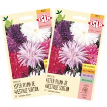 2X Sementes Aster da China Pluma de Avestruz Sortida ISLA 2X Sementes Aster da China Pluma de Avestruz Sortida ISLA