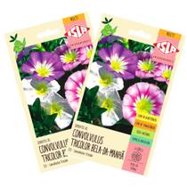 2X Sementes Bela da Manhã Convolvulus Tricolor (Sortida)ISLA
